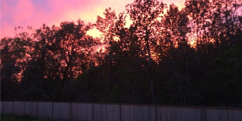 913_bunchberry_western_sunsets